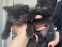 Scottish fold kedimiz