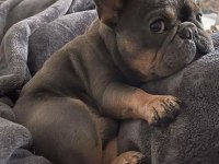 A Kalite French Bulldog Yavrularımız