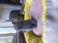Safkan British Shorthair Gri Erkek