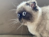 British shorthair erkek kedimiz