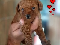 Toy poodle yavrularımız daha güzeli yok