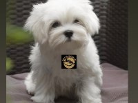 Maltese (Malta) Yavrumuz