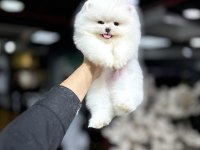 Saf kan Fci kif kayıtlı pomeranian