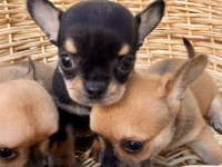 CHiHUAHUA KIZLAR
