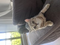 3 minik scottish fold yavrumu sahiplendirmek istiyorum