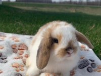 Hollanda lop tavşanı
