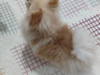 Pomeranian boo mini boy