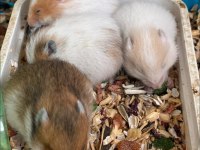 Bebek suriye hamsteri