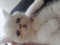 Exotic shorthair