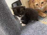 KEDİLERİMİZ ÖMÜRLÜK YUVA ARIYORLAR
