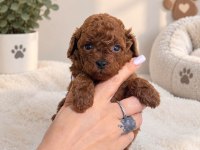 TOY POODLE YAVRULARI ERKEK