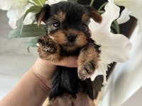A kalite yorkshire terrier bebeklerimiz