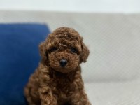 KORE RED BROWN TOY POODLE YAVRULAR