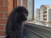 Dişi tek kalan yavru scottish fold