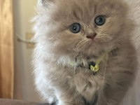 British Longhair Dişi
