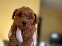 Orijinal Maltipoo Yavrular Sağlıklı Ve Oyuncu
