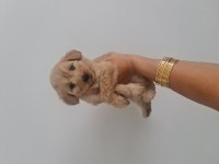 Çok büyümeyen minyatür maltipoo minnaklarım