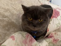 SAFKAN TOMBUL SCOTİSH FOLD KEDİMİZ