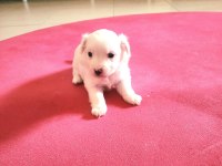 60 günlük orjinal maltese terrier yavrular