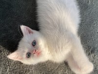Pamuk british shorthair kızım