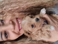 Maltipoo yavrumuz
