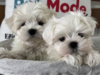 Petmode köpek çiftliğinden kore kan maltese