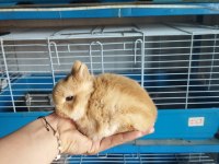 Orjinal cüce yavru tavşan
