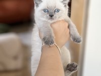 İNSAN CANLISI BLUE POİNT SAFKAN BRİTİSH SHORTHAİR YAVRU