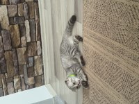 Luna kedi