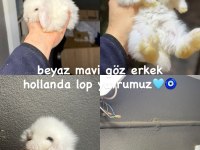 HOLLANDA LOP TAVŞANLARI