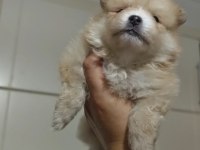 Sahiplendirmeye hazır pomeranian yavruları