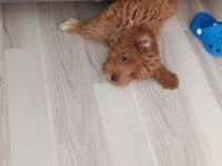 Safkan maltipoo bebek
