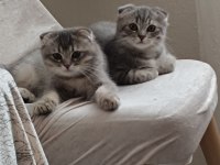 Scottish fold erkek yavru kedimiz