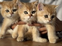 Çok özel nadir olan golden british shorthair yavrularmız