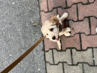 Maltipoo Köpeğimiz Ücretsiz Değildir