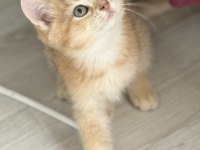 Ny11 Safkan British Shorthair Golden Bebek