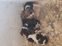 Beagle Yavrularımız