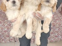 Orijinal maltipoo bebekler
