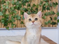 2 erkek 1 Dişi British Shorthair Golden yavrular ust kalite