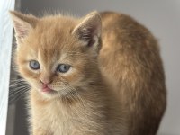 British shorthair
