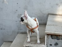 Köpeğim gayet iyidir ve çok sevimli