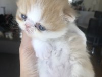 Sevimli Exotic Shorthair yavru