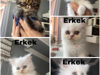 5 Minik British Longhair Kedilerim