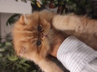 Saf kan chinchilla