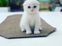 Bayram şekerleri KARTOPU scottish fold bebekler