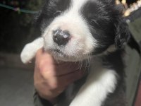6 aralık doğumlu border collie yavrular rezerveye açıktır