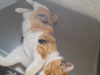 KEDİMİZİ ÜCRETSİZ SAHİPLENDİRECEĞİZ
