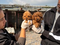 Toy poodle yavrularımız 