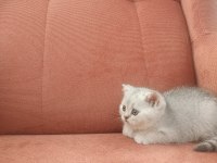 British shorthair NS11 silver point