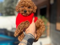 Toy poodle yavrularımız